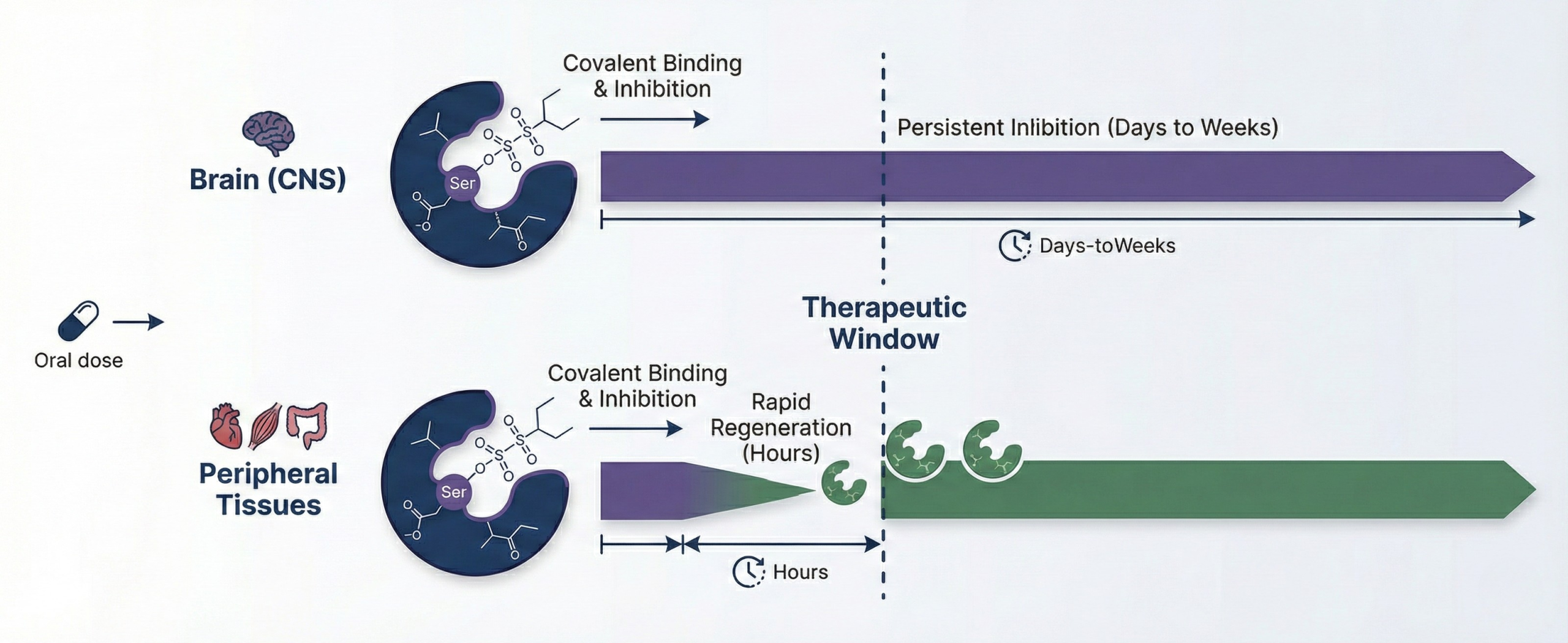 Scientific diagram showing how Cnstyx forms an irreversible bond with acetylcholinesterase in the brain while peripheral tissues rapidly regenerate the enzyme, creating sustained CNS-selective inhibition